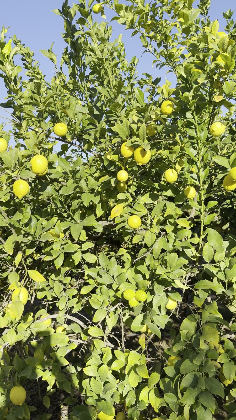 Ramas de limonero con limones y cielo azul