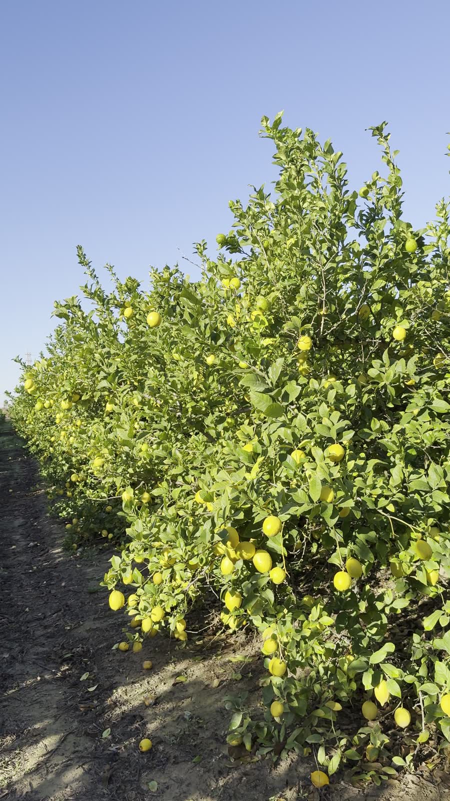 Fila de limoneros en la finca