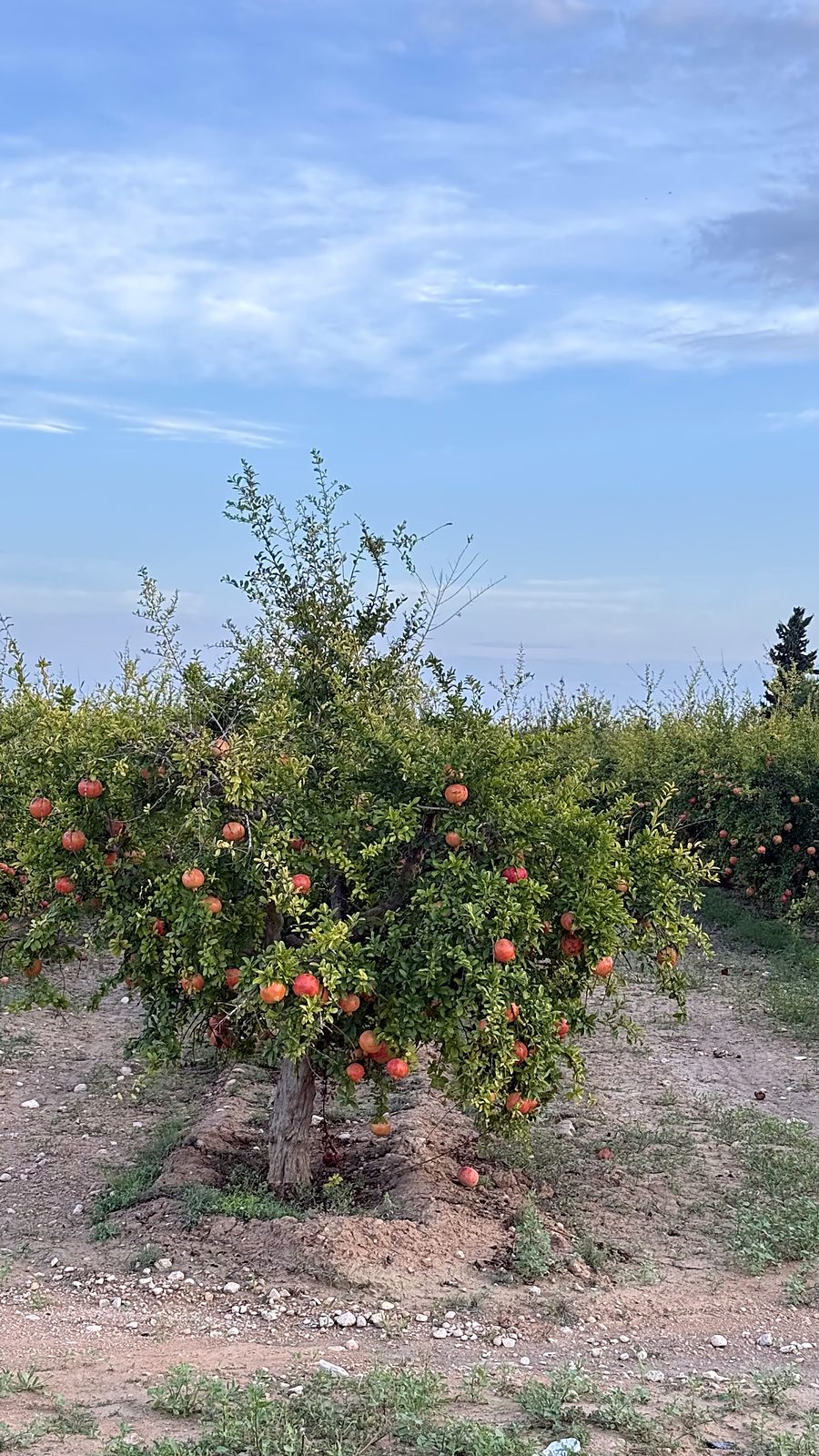 Granado con decenas de granadas maduras