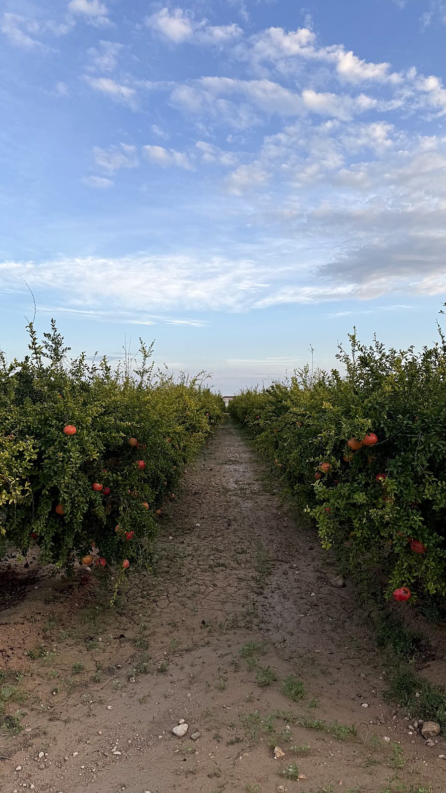 Camino entre filas de granados en la finca